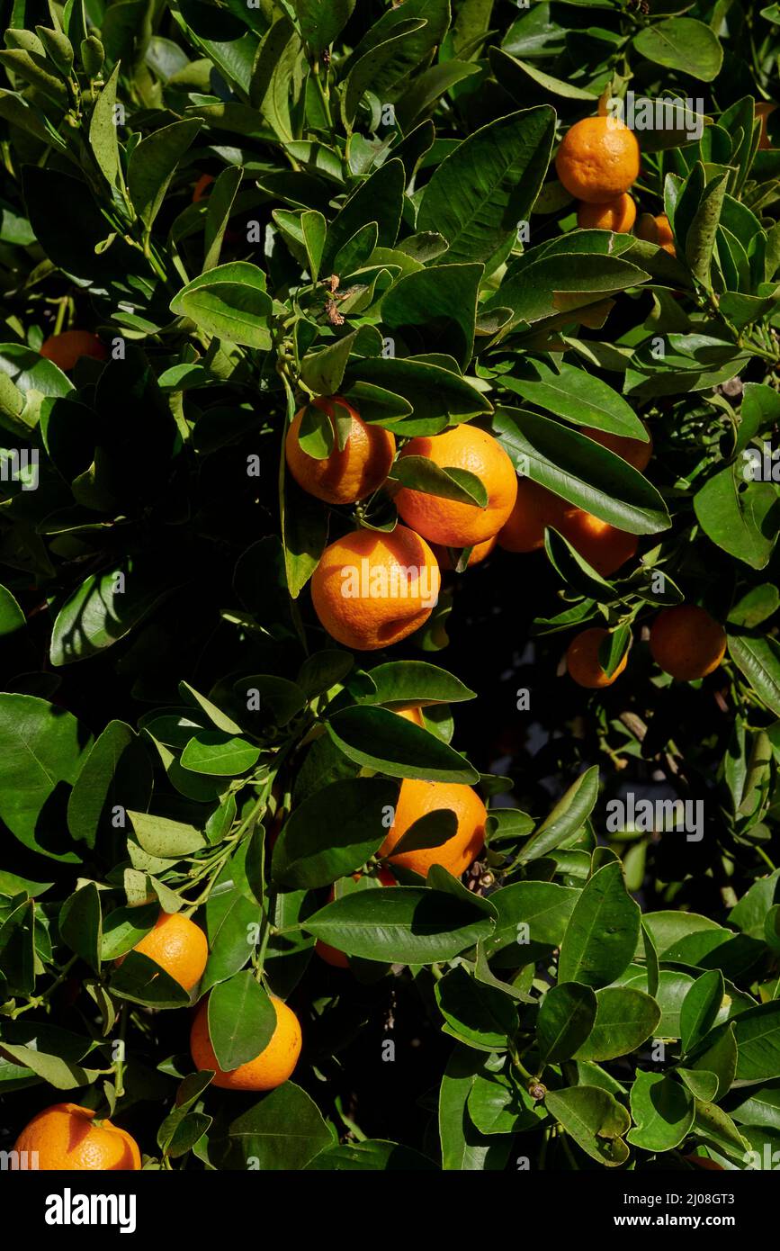 Citrus mitis branch close up with fruits Stock Photo