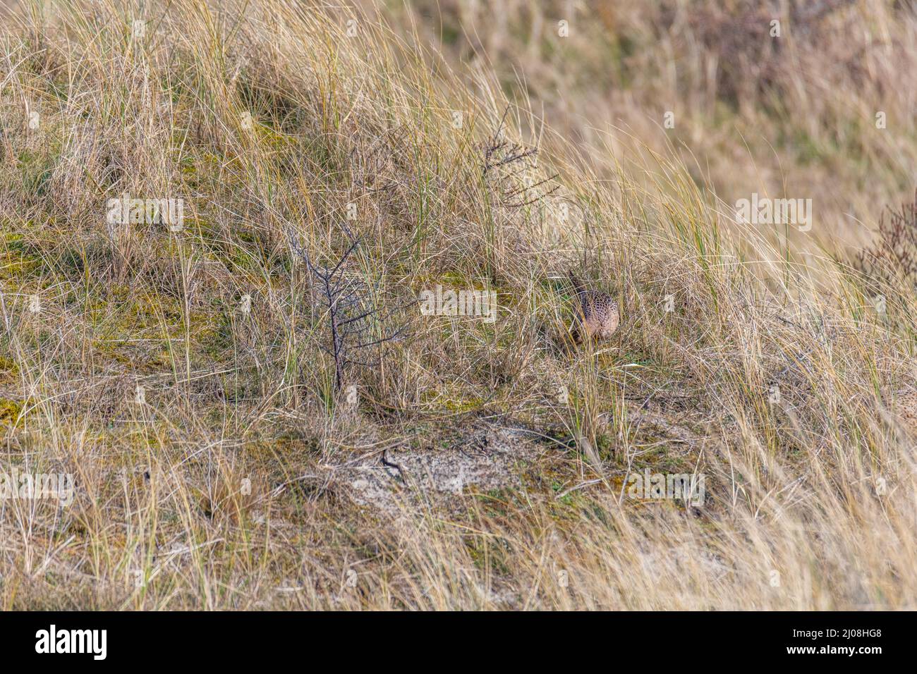 a female pheasant  on the island of juist between the dunes Stock Photo