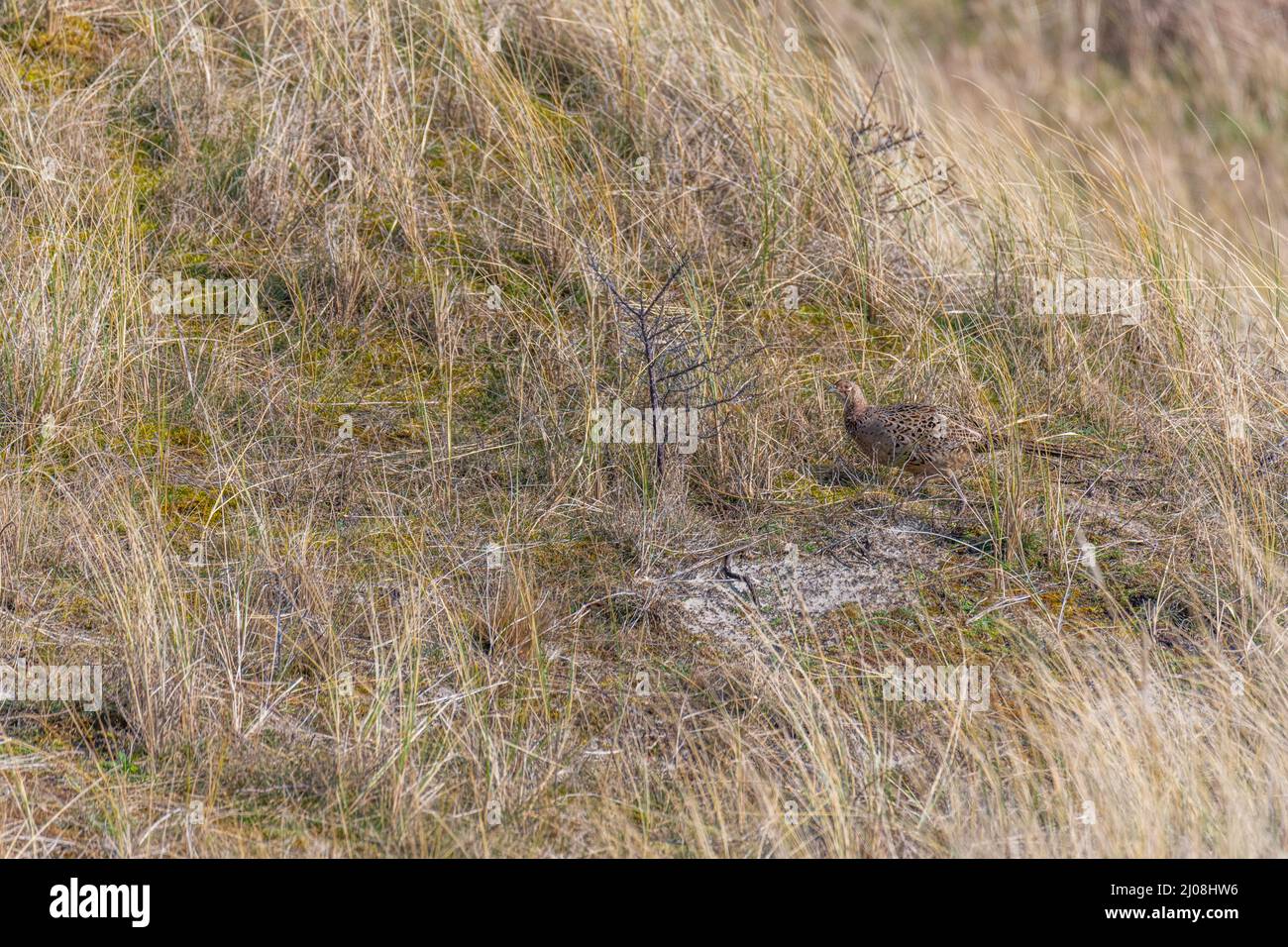 a female pheasant  on the island of juist between the dunes Stock Photo