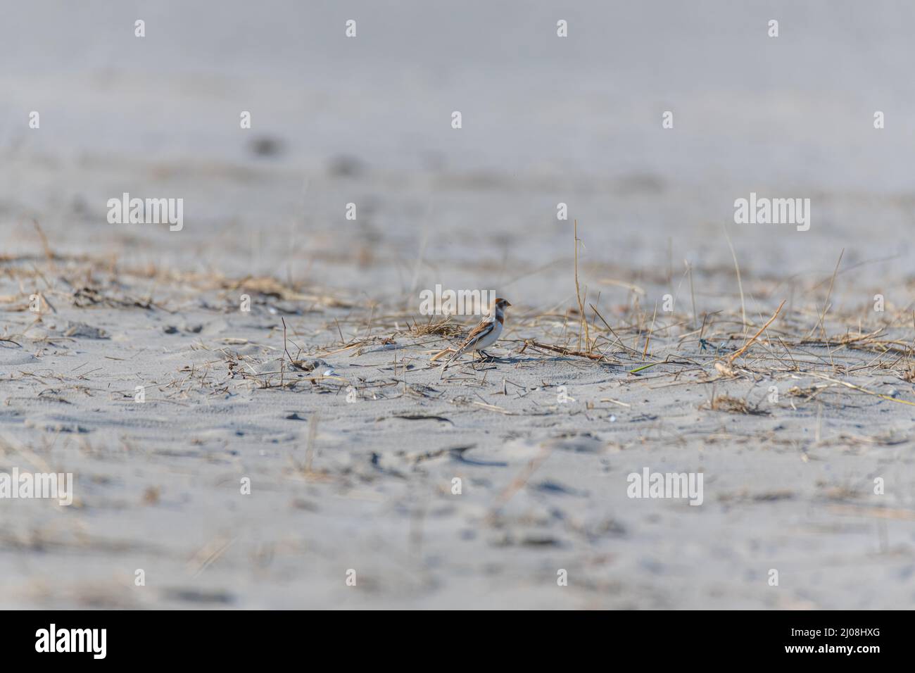 Sandpipers  (Calidris) on the sandy beach of the island of Juist on a sunny day Stock Photo