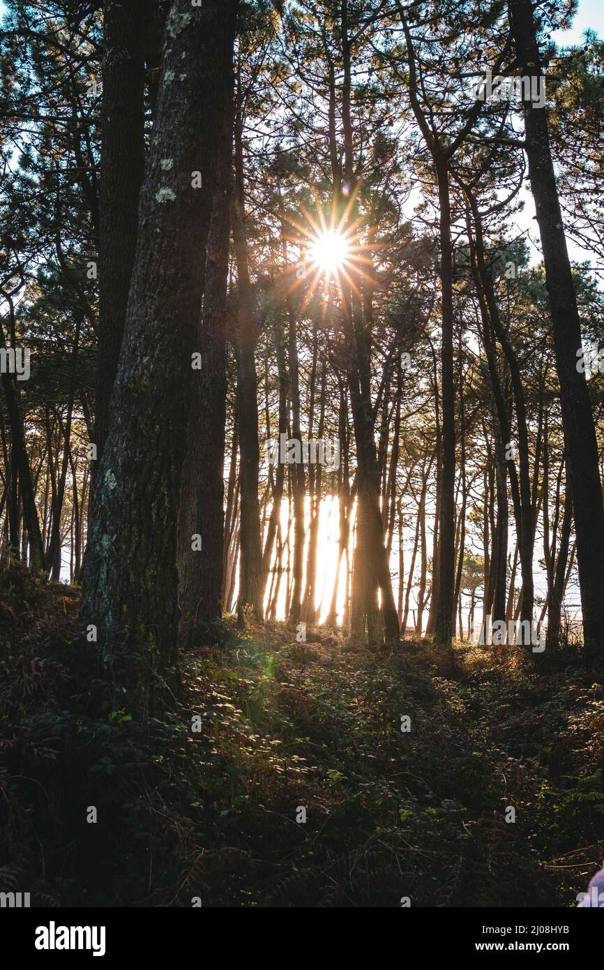 Pine alley in sunset hi-res stock photography and images - Alamy