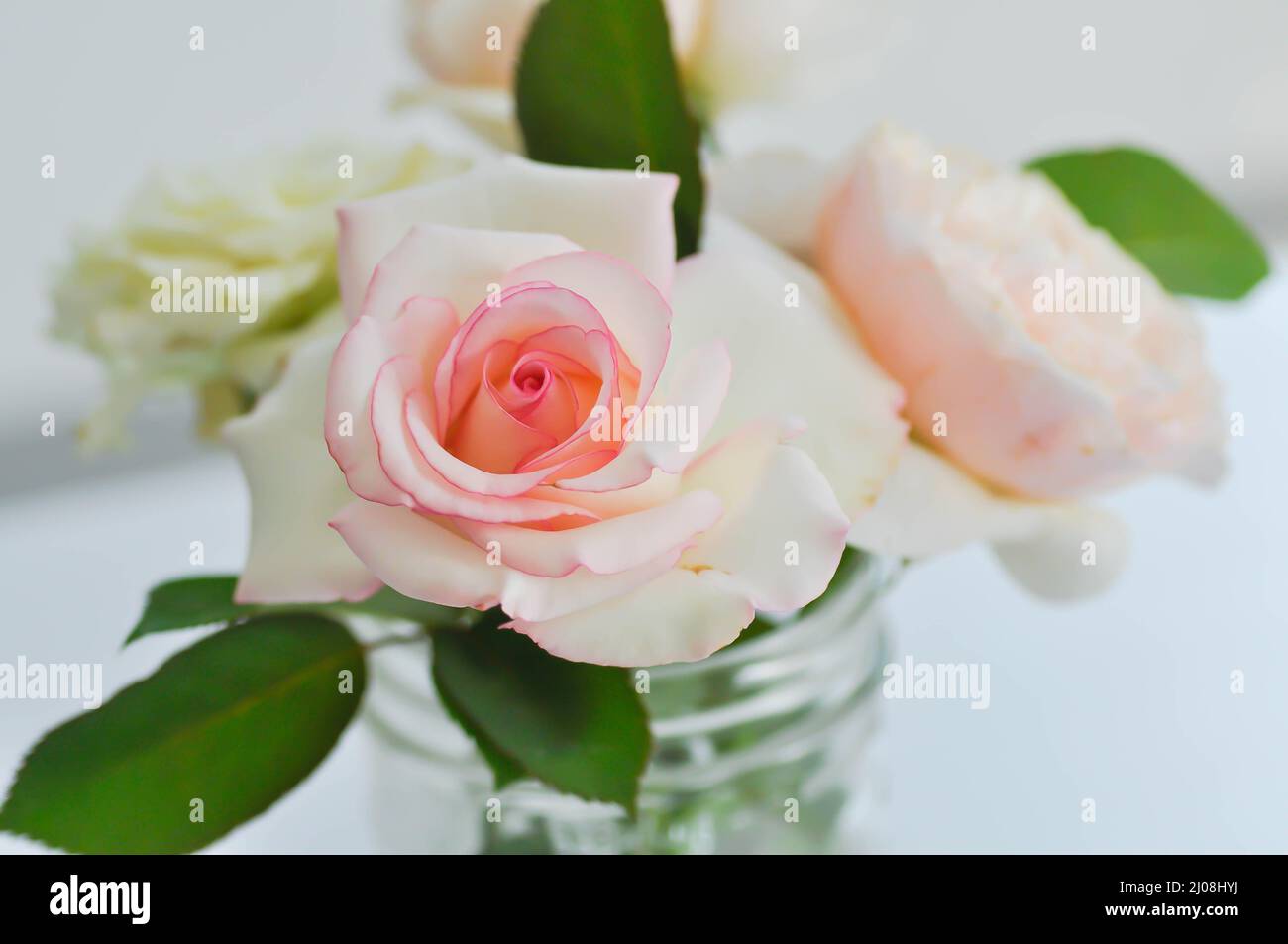 rose, roses or flowers in a vase Stock Photo