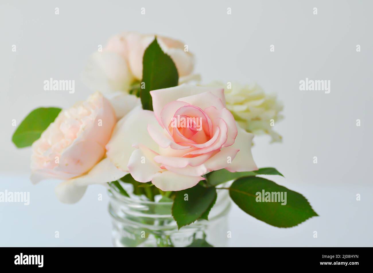 rose, roses or flowers in a vase Stock Photo