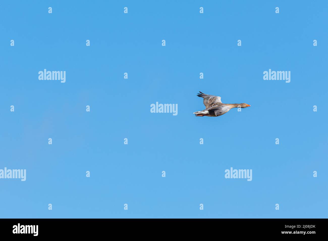 Greylag  Goose (Anser anser) flying in air with blue background without clouds Stock Photo