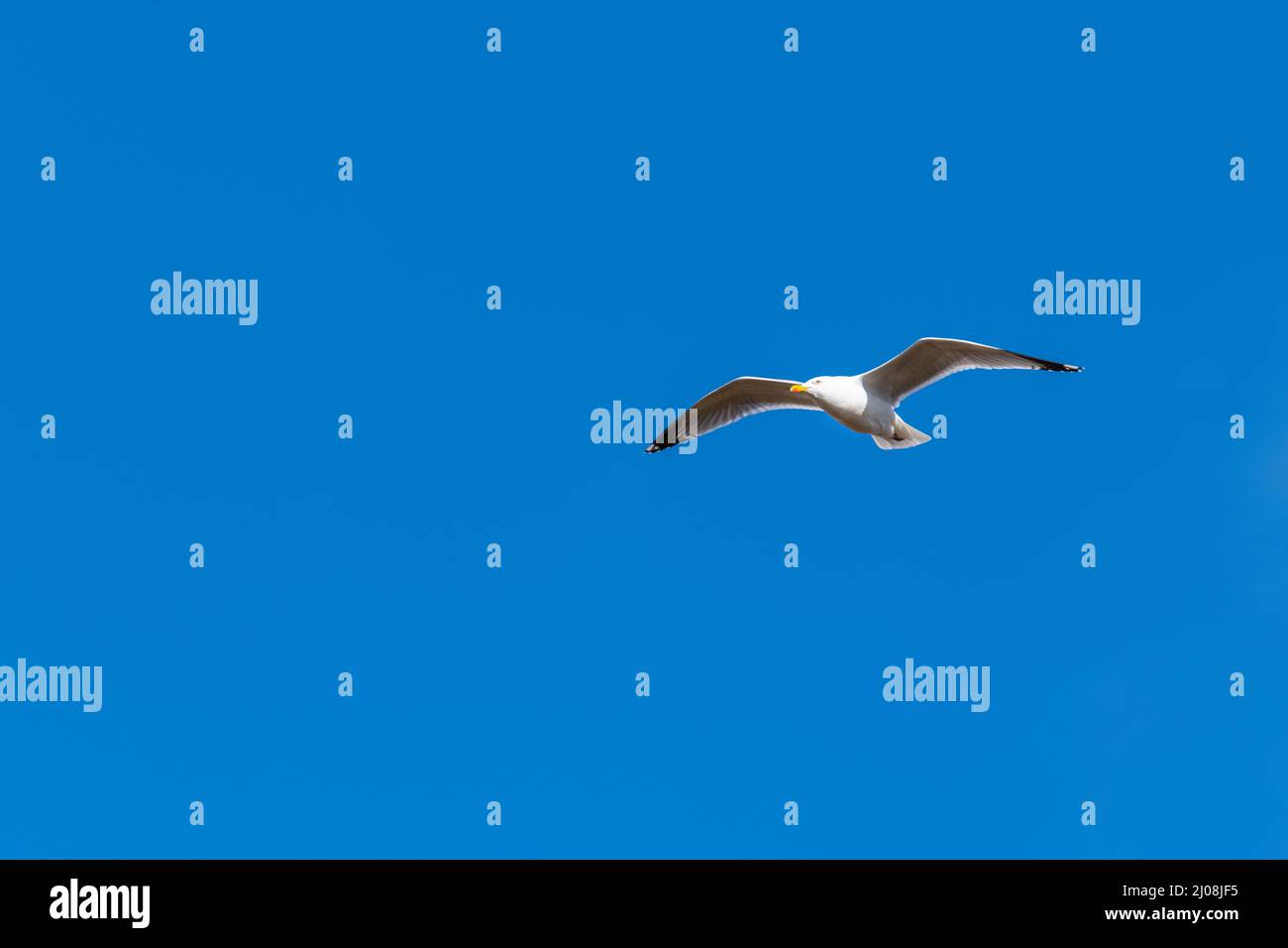 Seagulls  (Larinae) flies on blue background without clouds Stock Photo