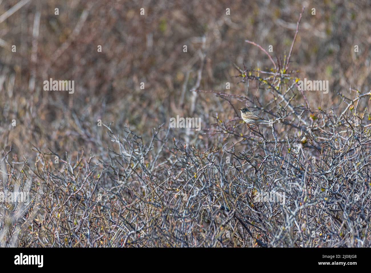 Meadow  pipit (Anthus pratensis) on a bush that is not yet green Stock Photo