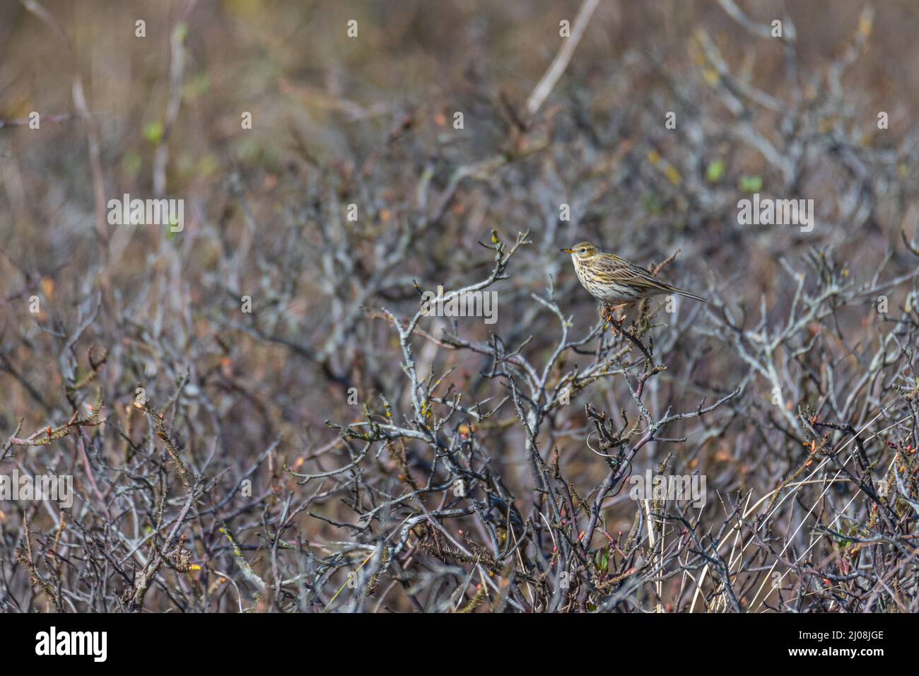 Meadow  pipit (Anthus pratensis) on a bush that is not yet green Stock Photo