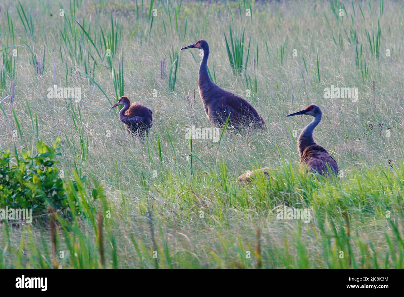 A Sandhill Crane family, Grus canadensis, in a sea of grass Stock Photo