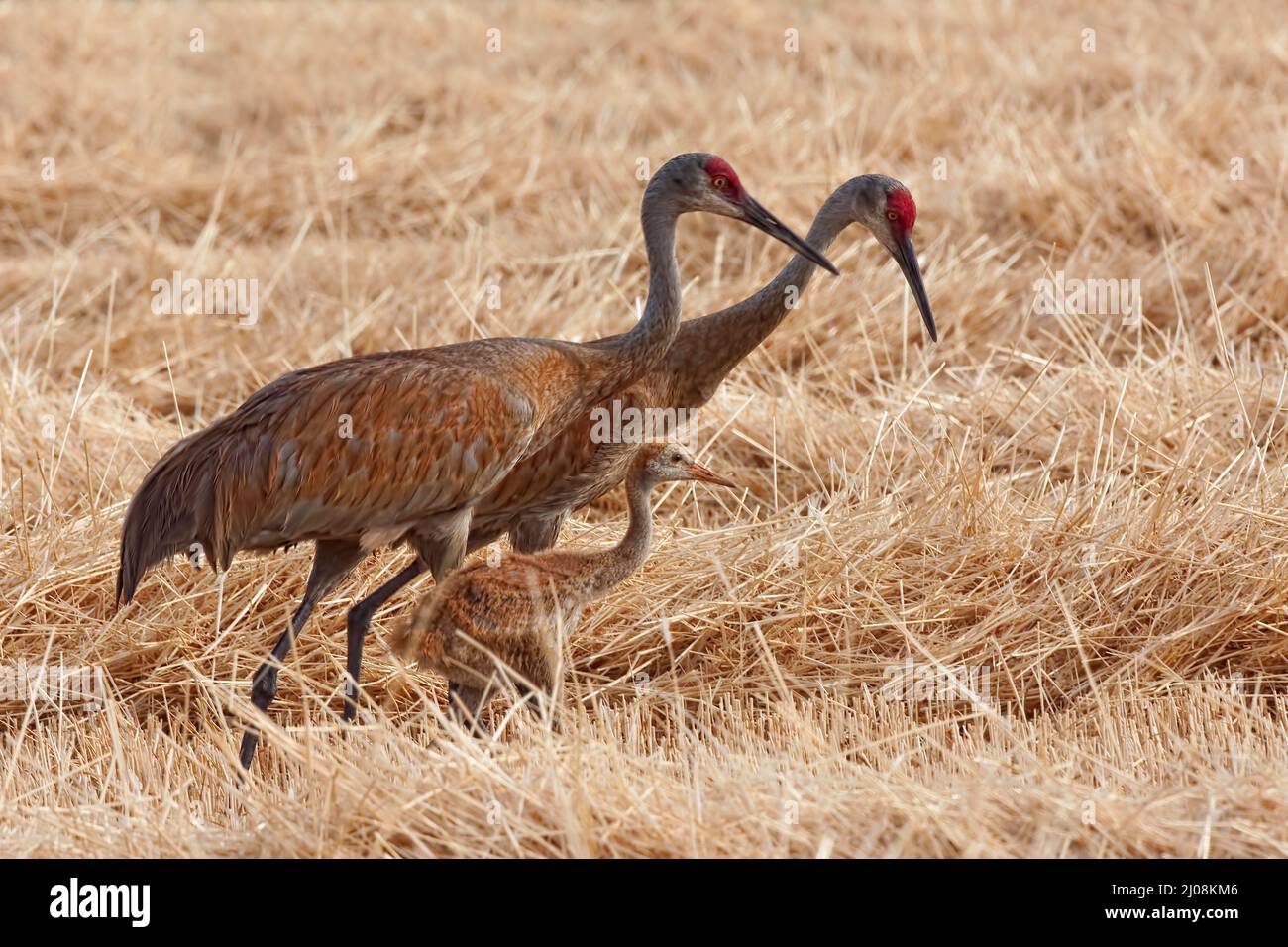 A Sandhill Crane family, Grus canadensis, in field Stock Photo