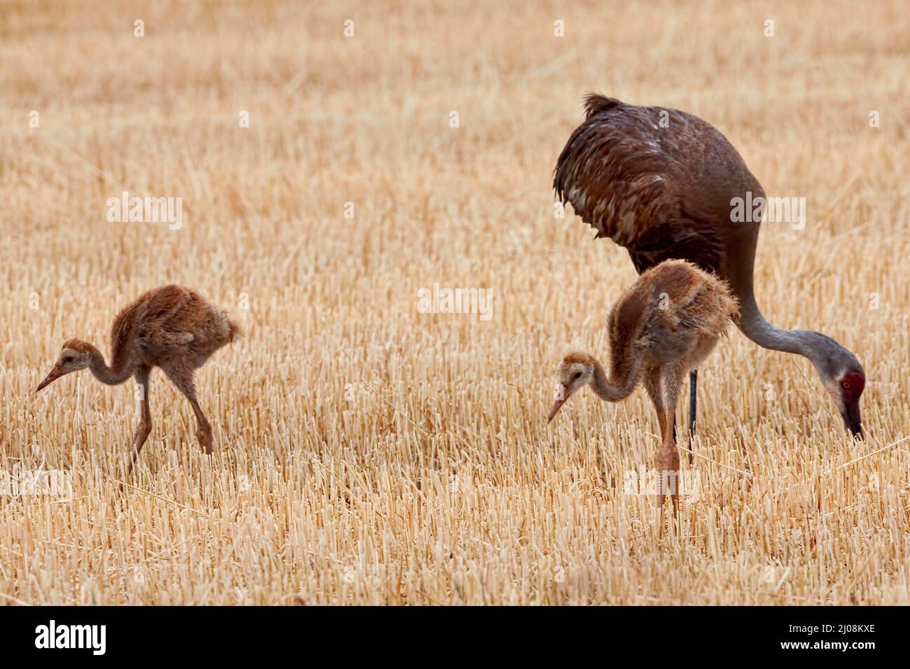 A Sandhill Crane family, Grus canadensis, hunting Stock Photo