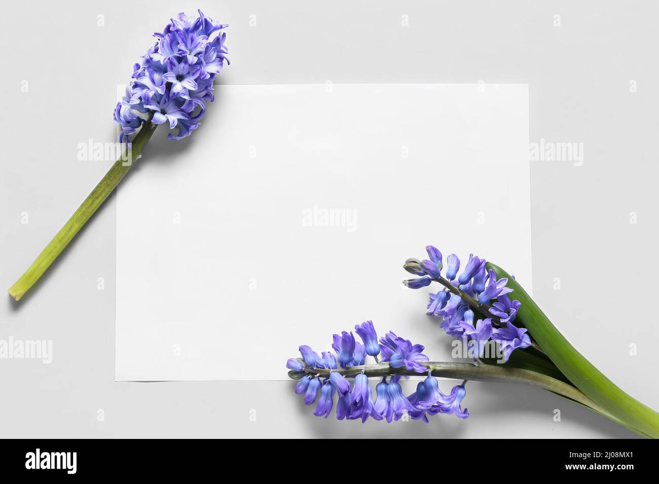 Blank card and beautiful hyacinth flowers on white background Stock ...