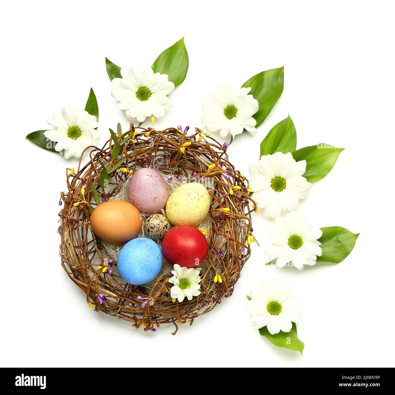 Nest with painted Easter eggs and flowers on white background Stock ...