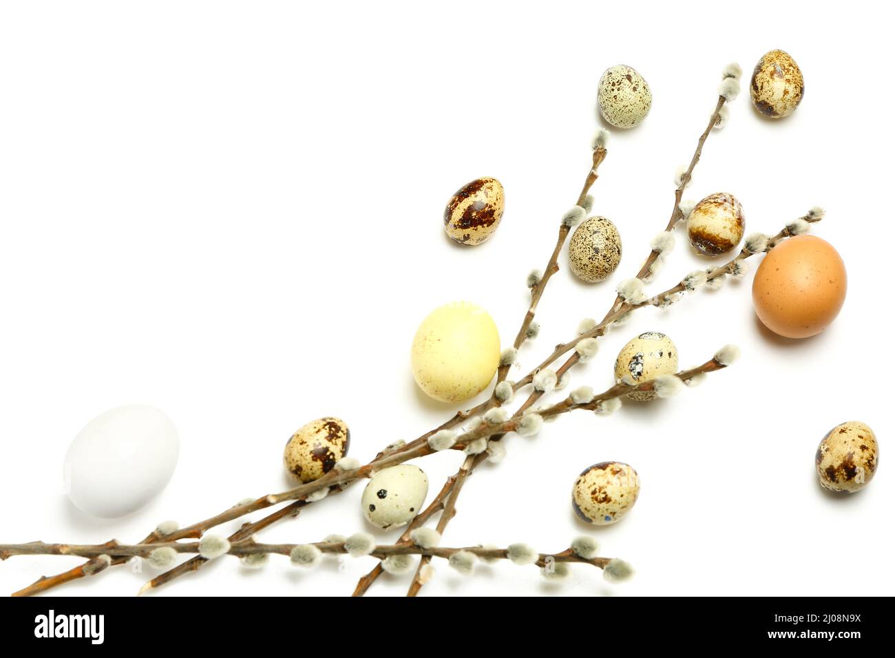 Quail Easter eggs and willow branches on white background Stock Photo ...