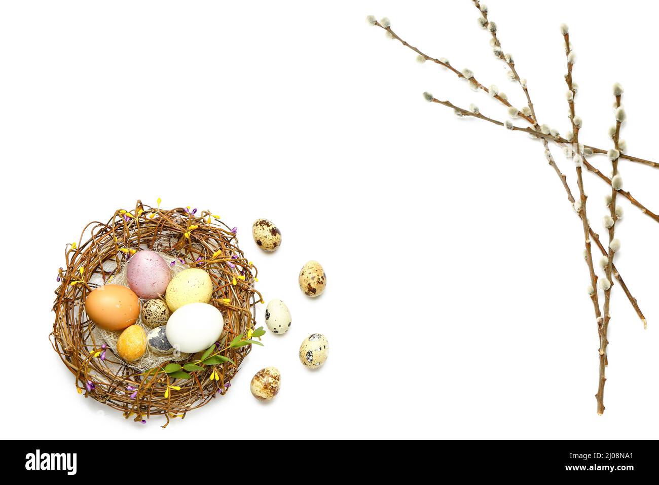 Nest with painted Easter eggs and willow branches on white background ...