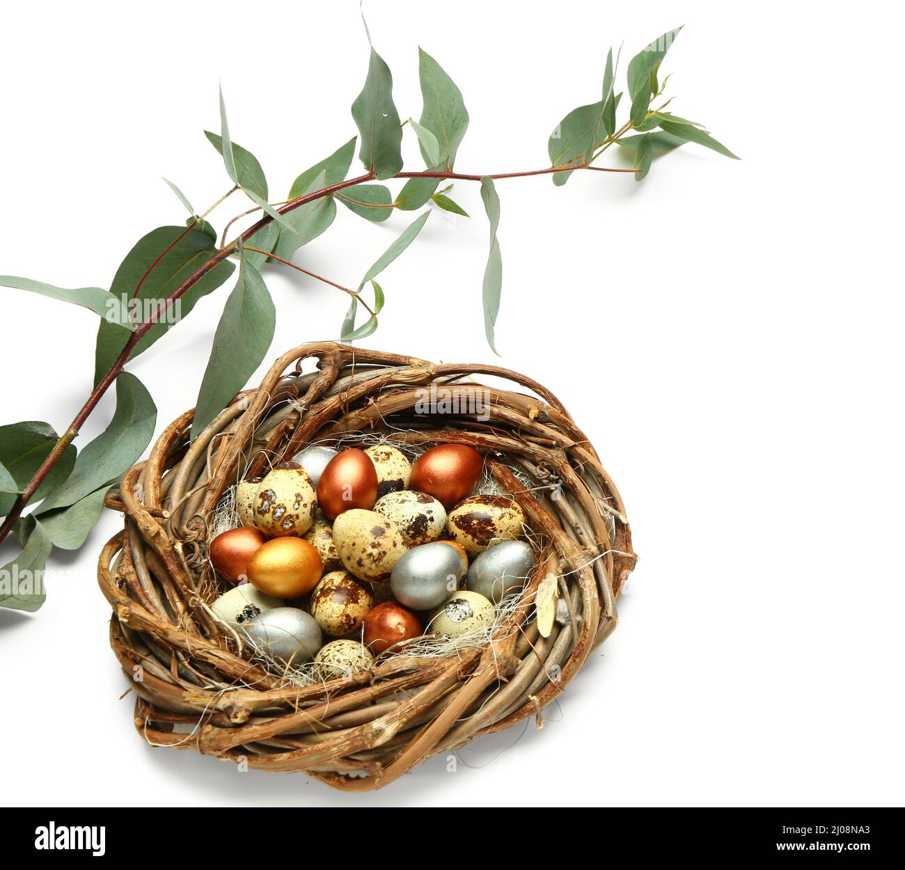Nest with painted Easter eggs and eucalyptus branch on white background ...