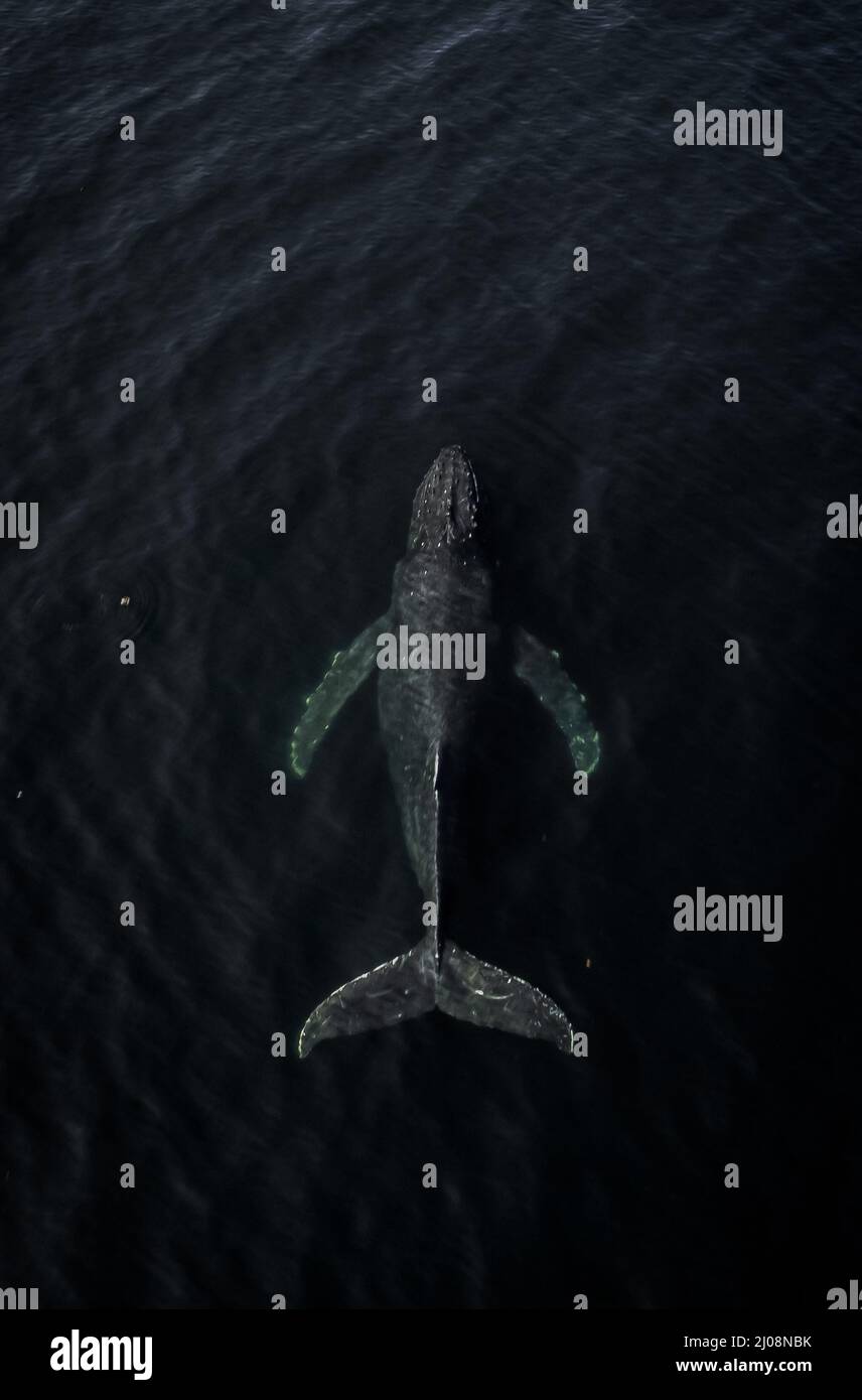 Aerial shot of a humpback whale swimming above the surface in the cold ...