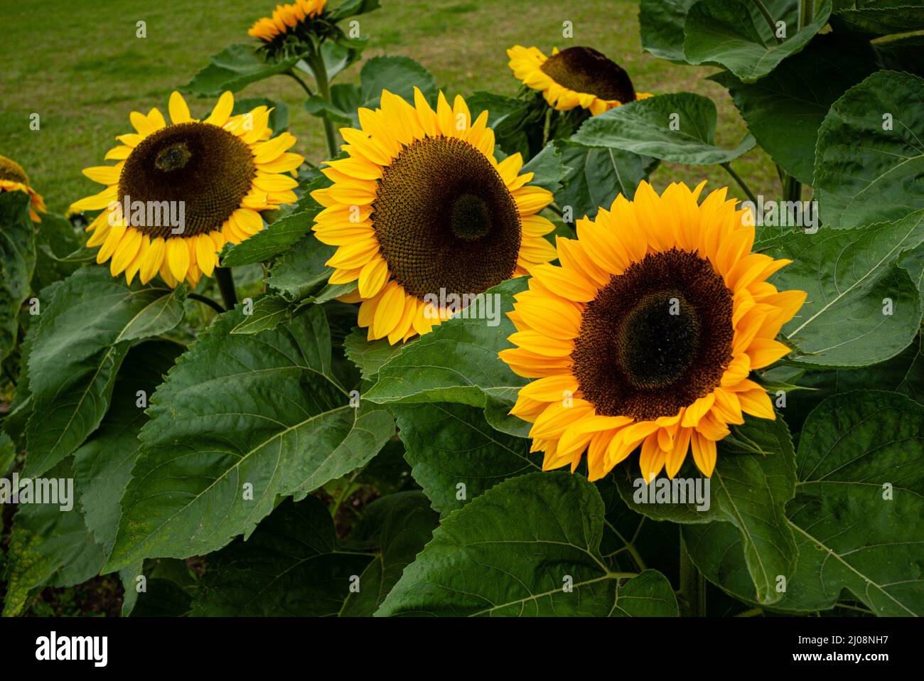 (Sunnyfields, Marchwood, England Stock Photo Alamy