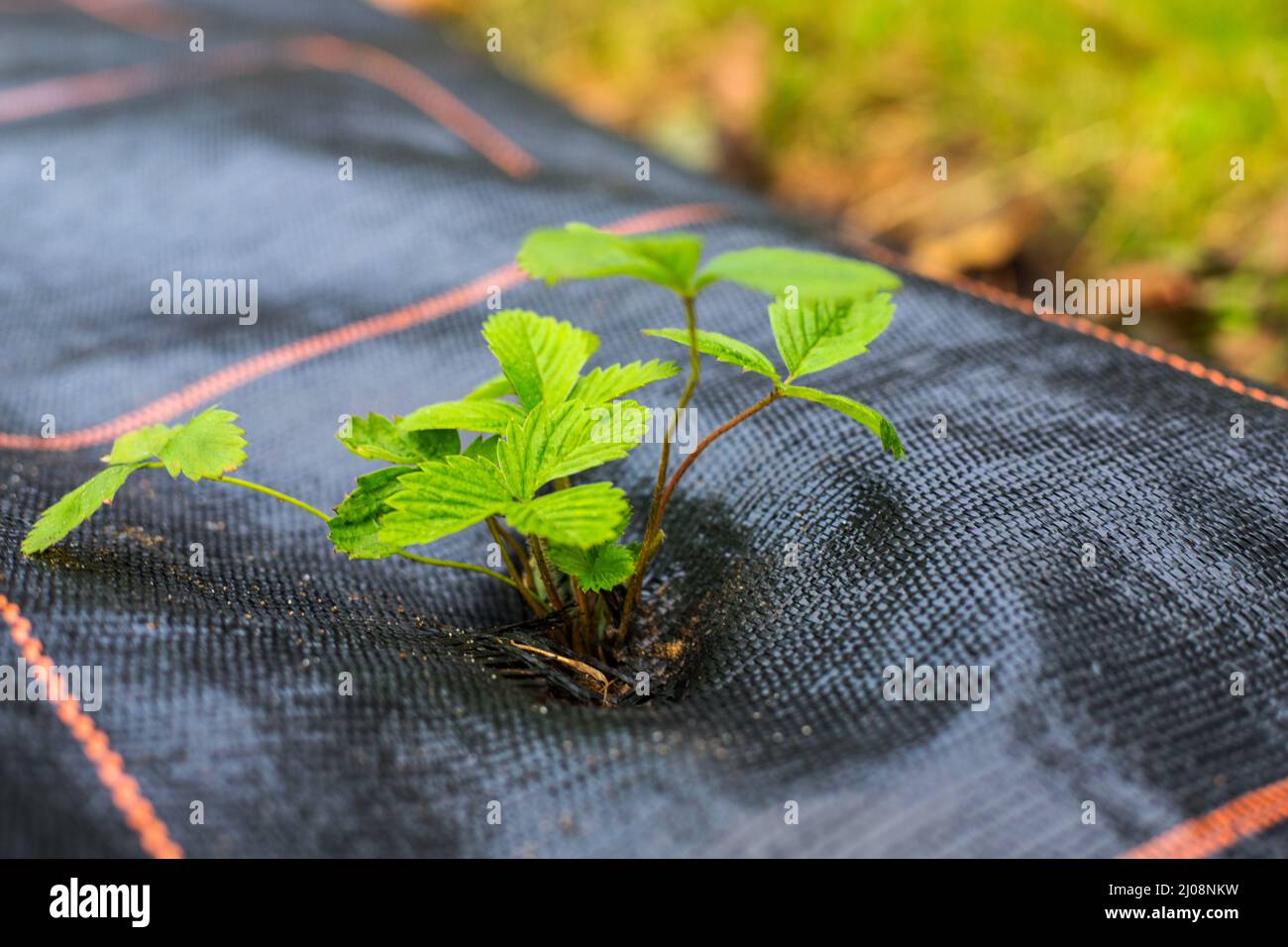 young wild strawberry plant in the garden Stock Photo - Alamy
