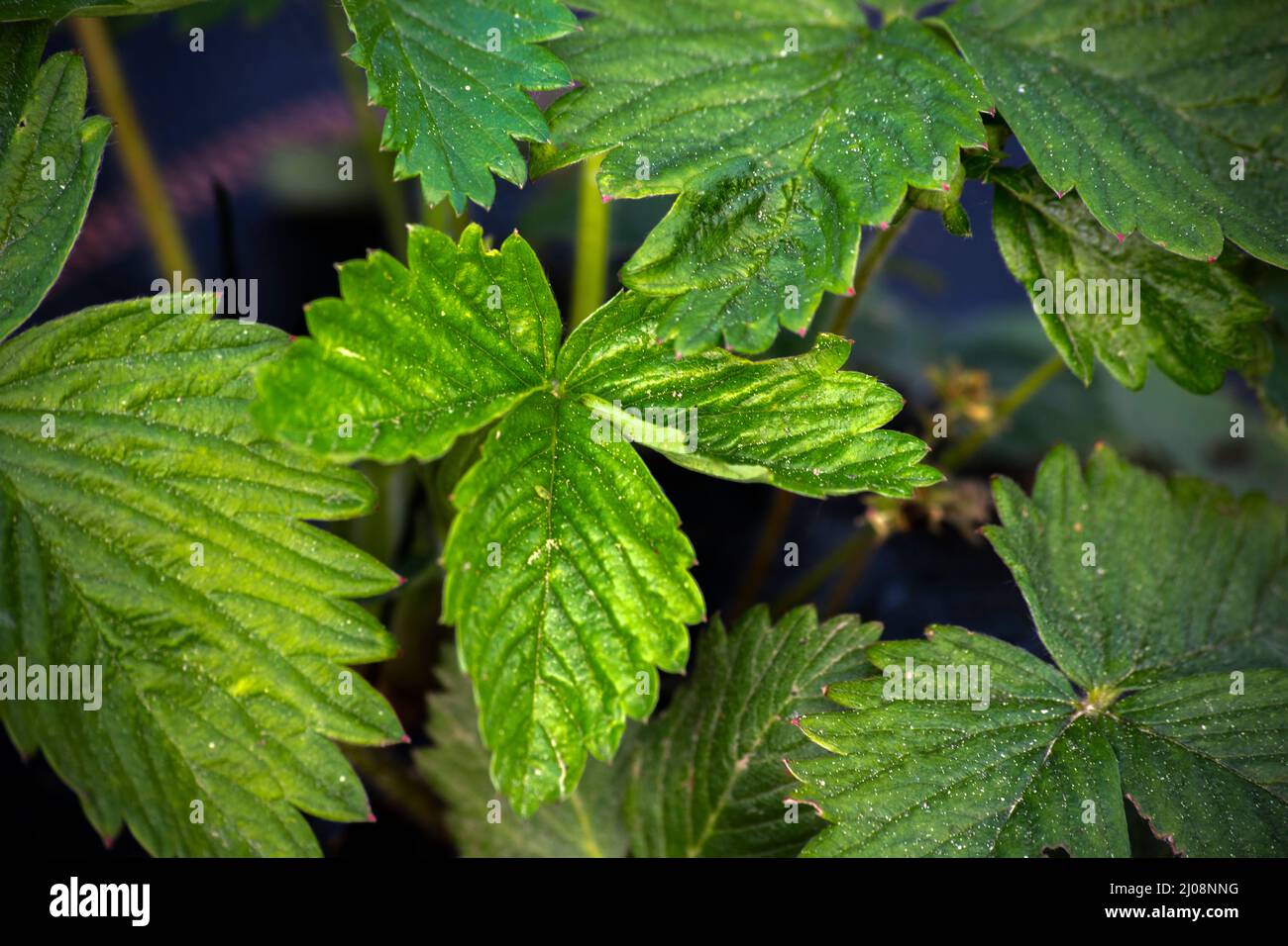 Ripe young strawberry flower hi-res stock photography and images - Alamy