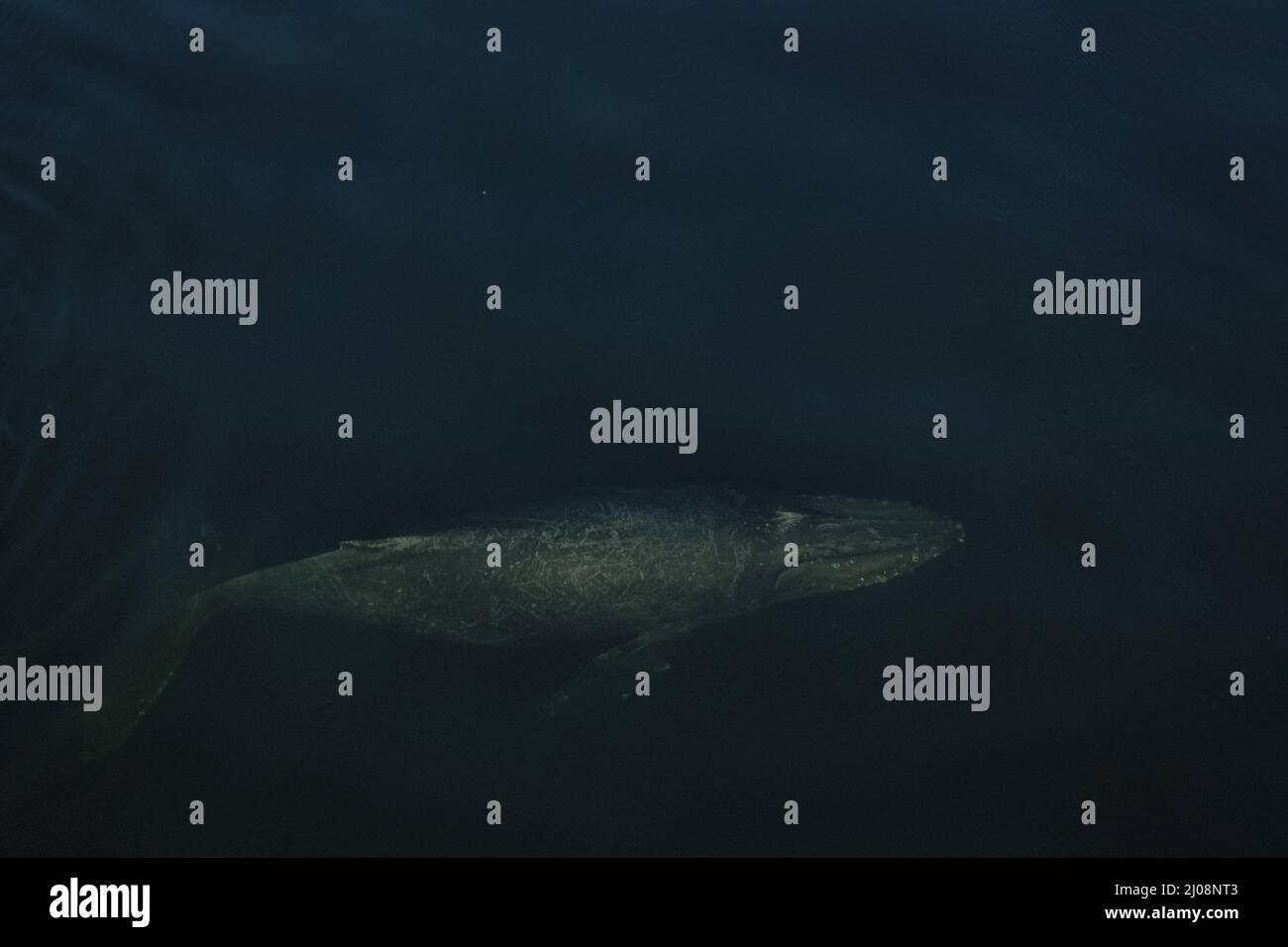 Aerial shot of a humpback whale swimming above the surface in the cold ...