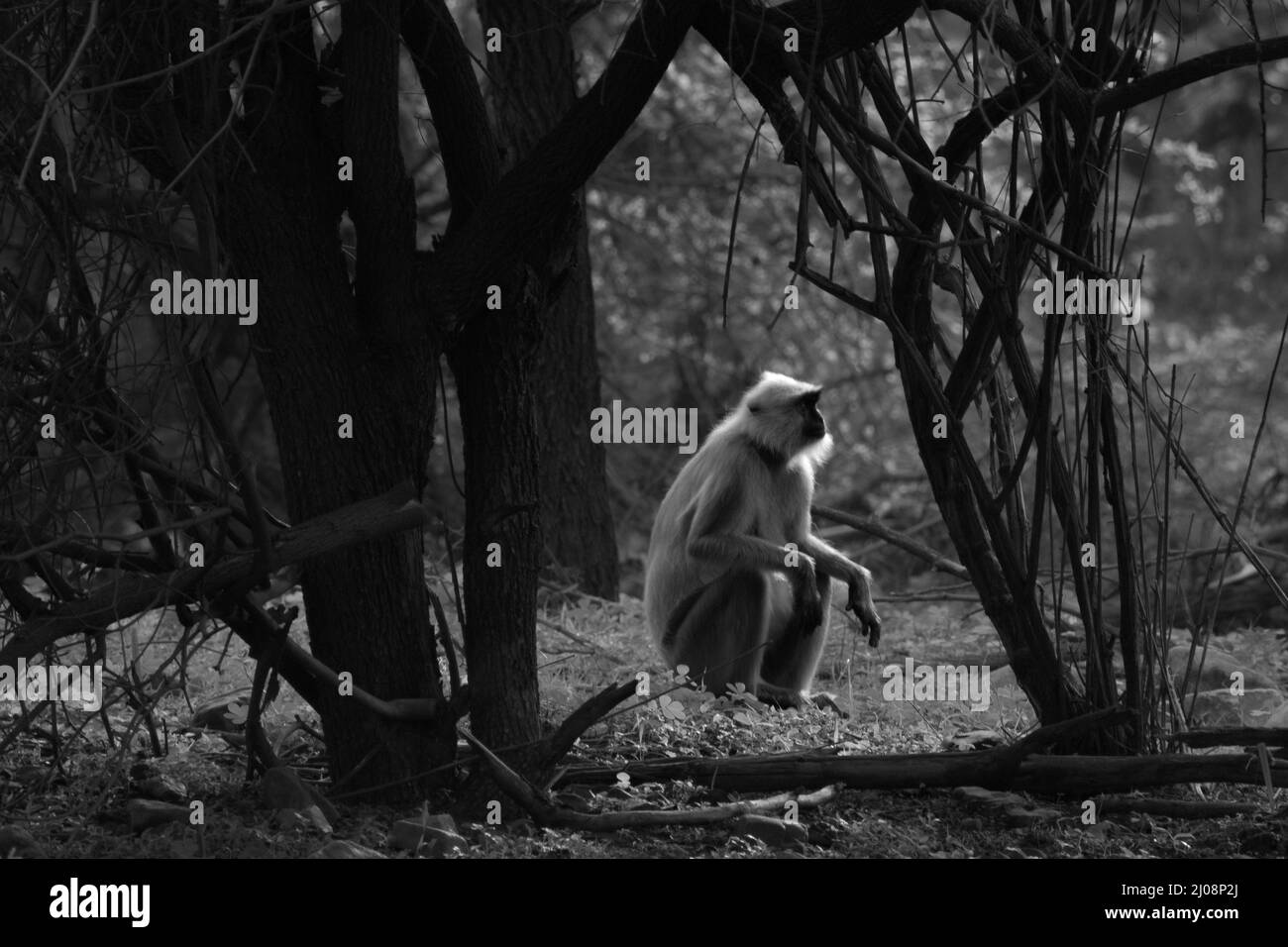 Beautiful view in black and white of a  monkey sitting between the trees Stock Photo