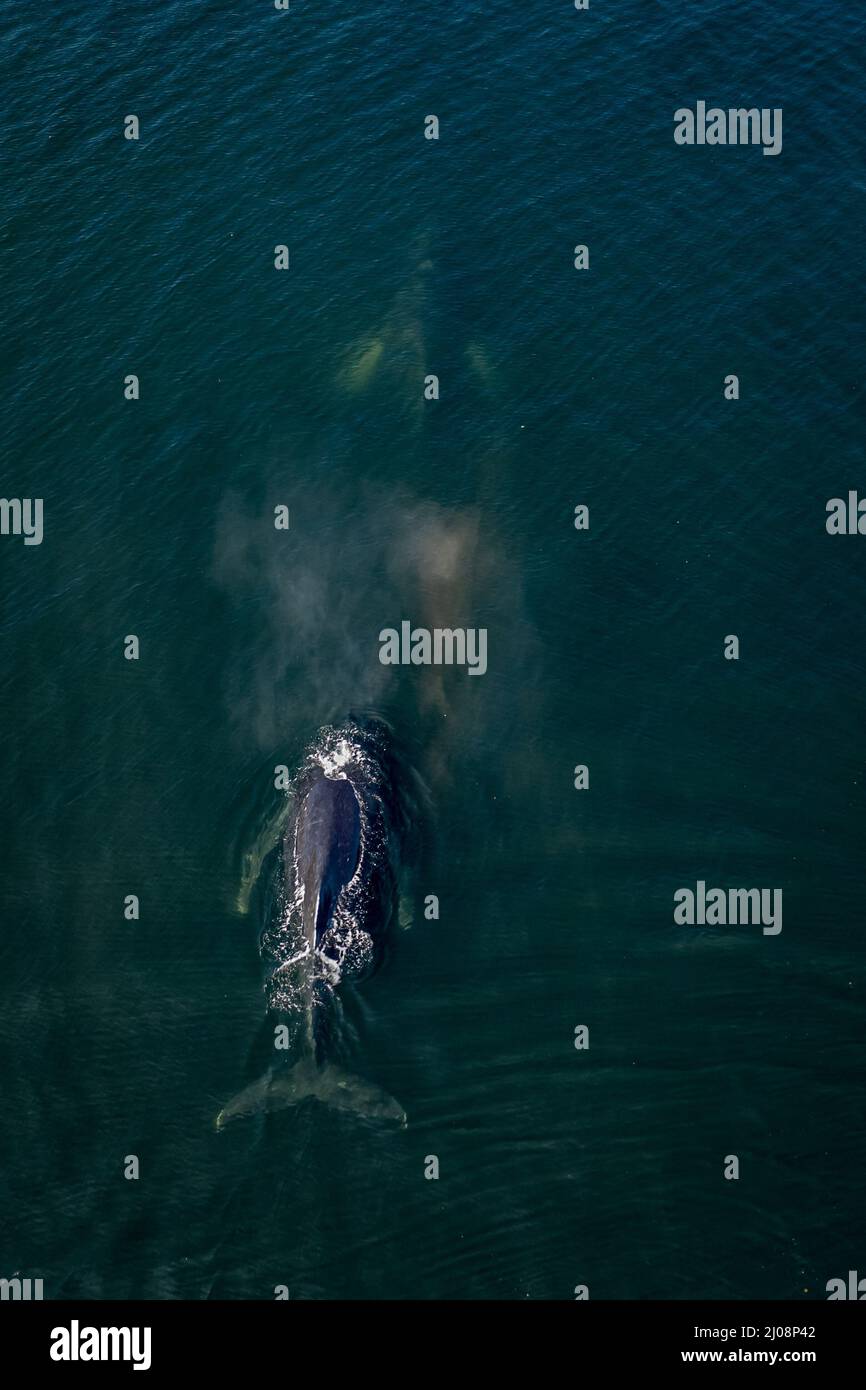 Aerial shot of whales swimming above the surface in the cold water of ...