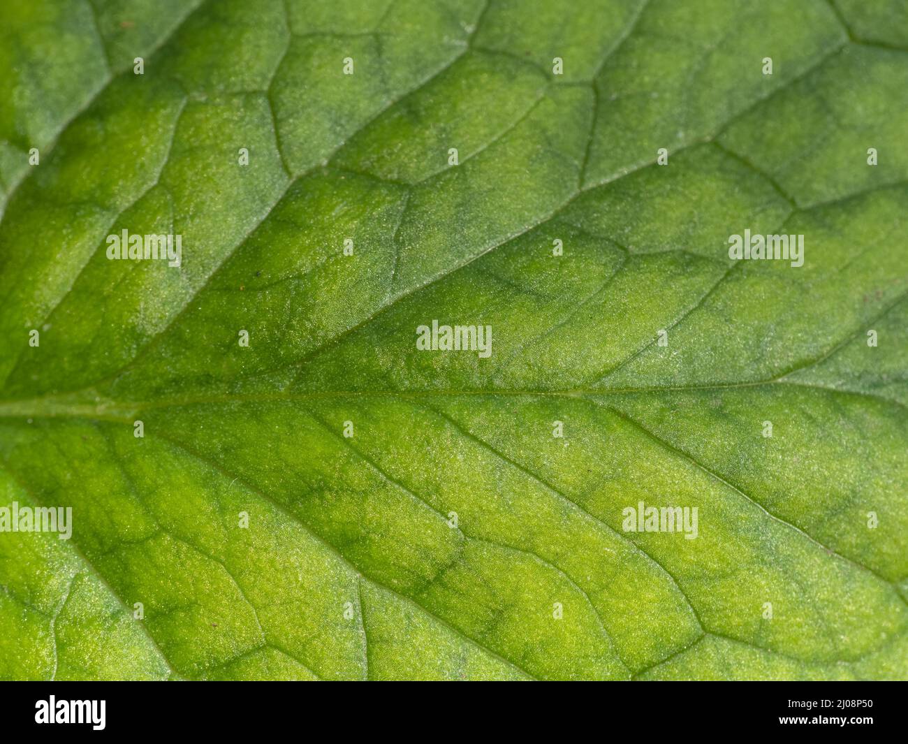 Leaf with veins, yellow green background texture. Stock Photo
