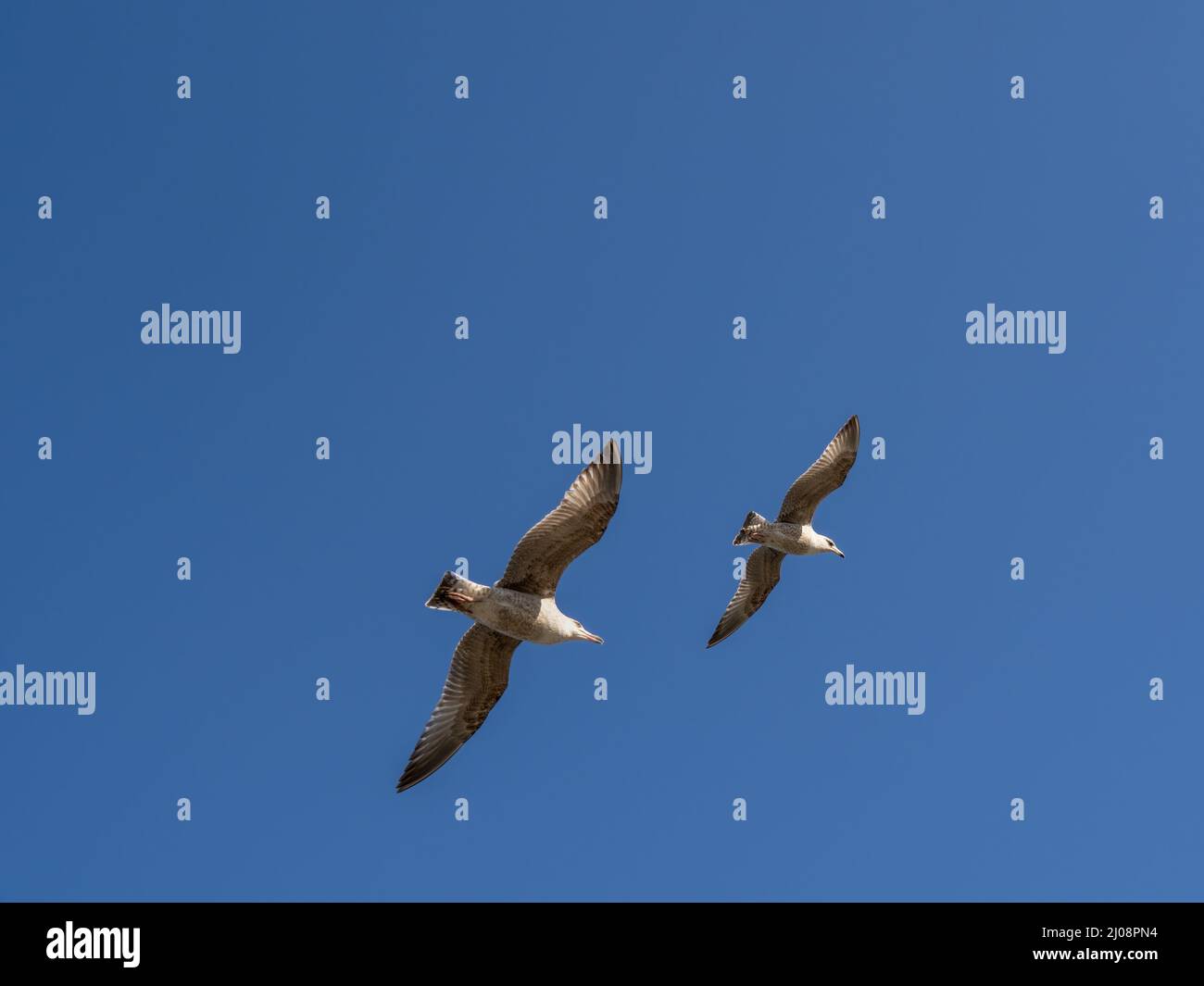 Gulls flying over a blue sky. Stock Photo