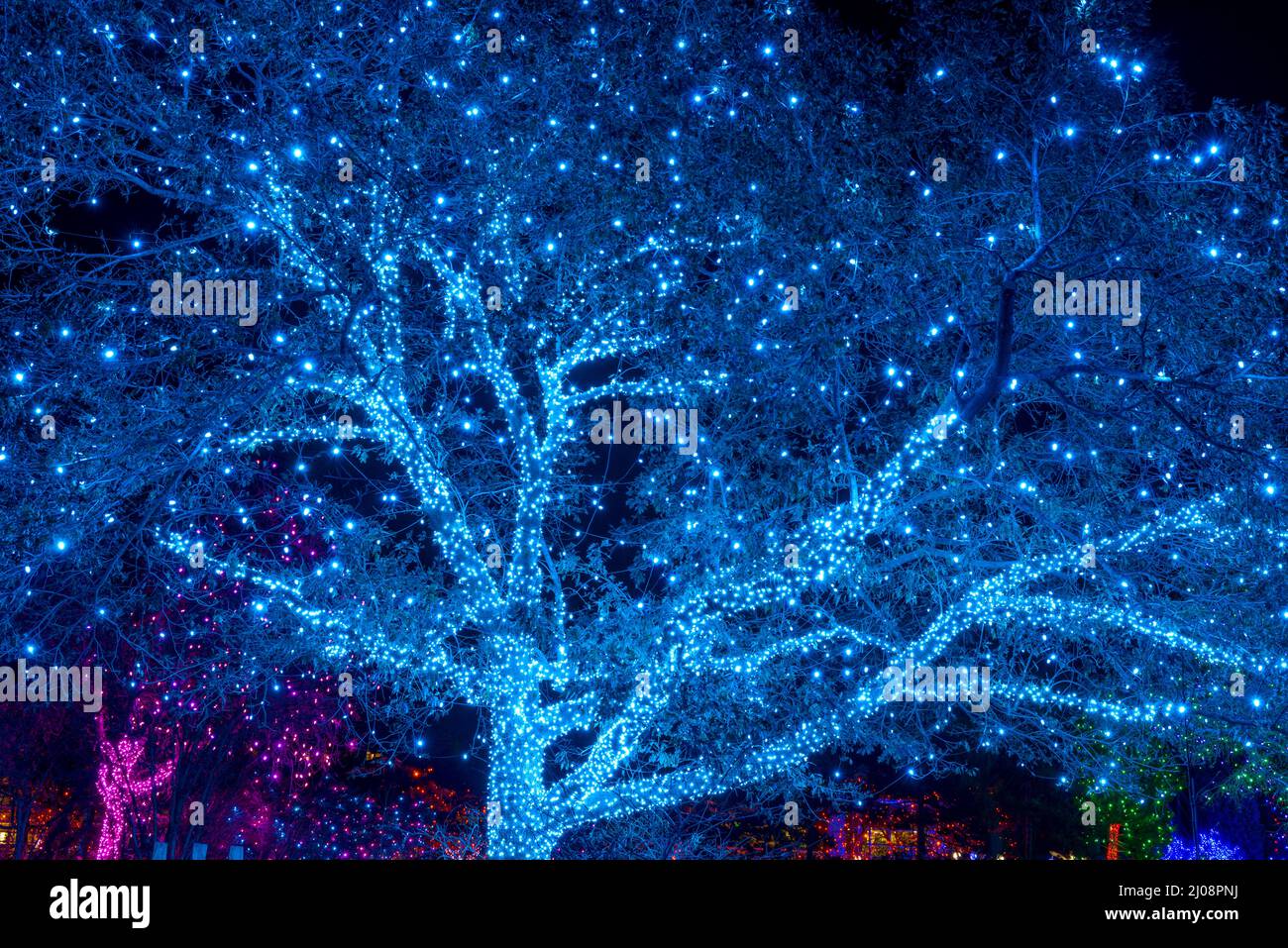 Tree of Lights - Night view of a giant tree lit with countless white LED lights at Denver Botanic Gardens during its holiday Blossoms of Light event. Stock Photo