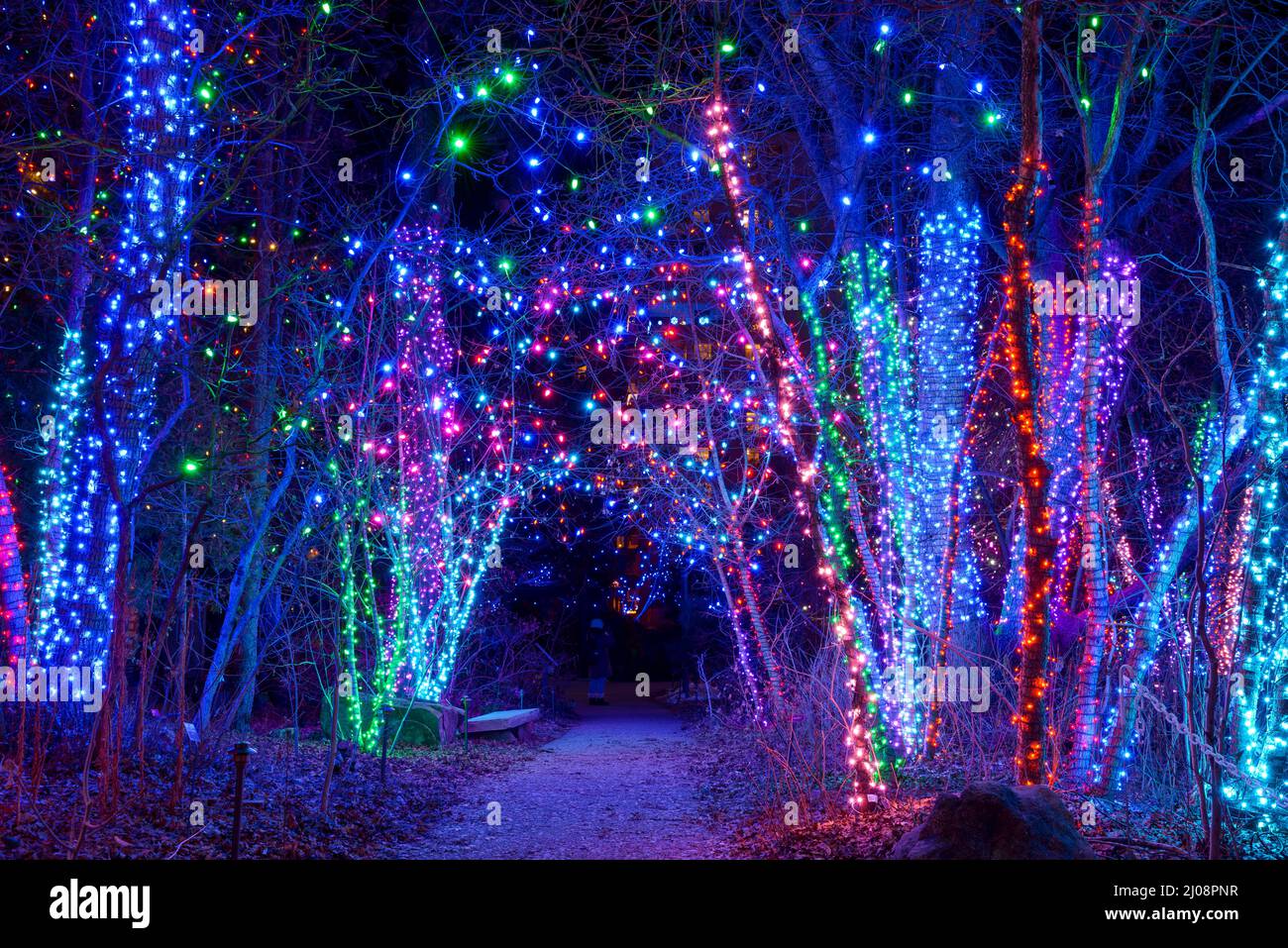 Path of Lights Night view of a footpath through a grove lit by