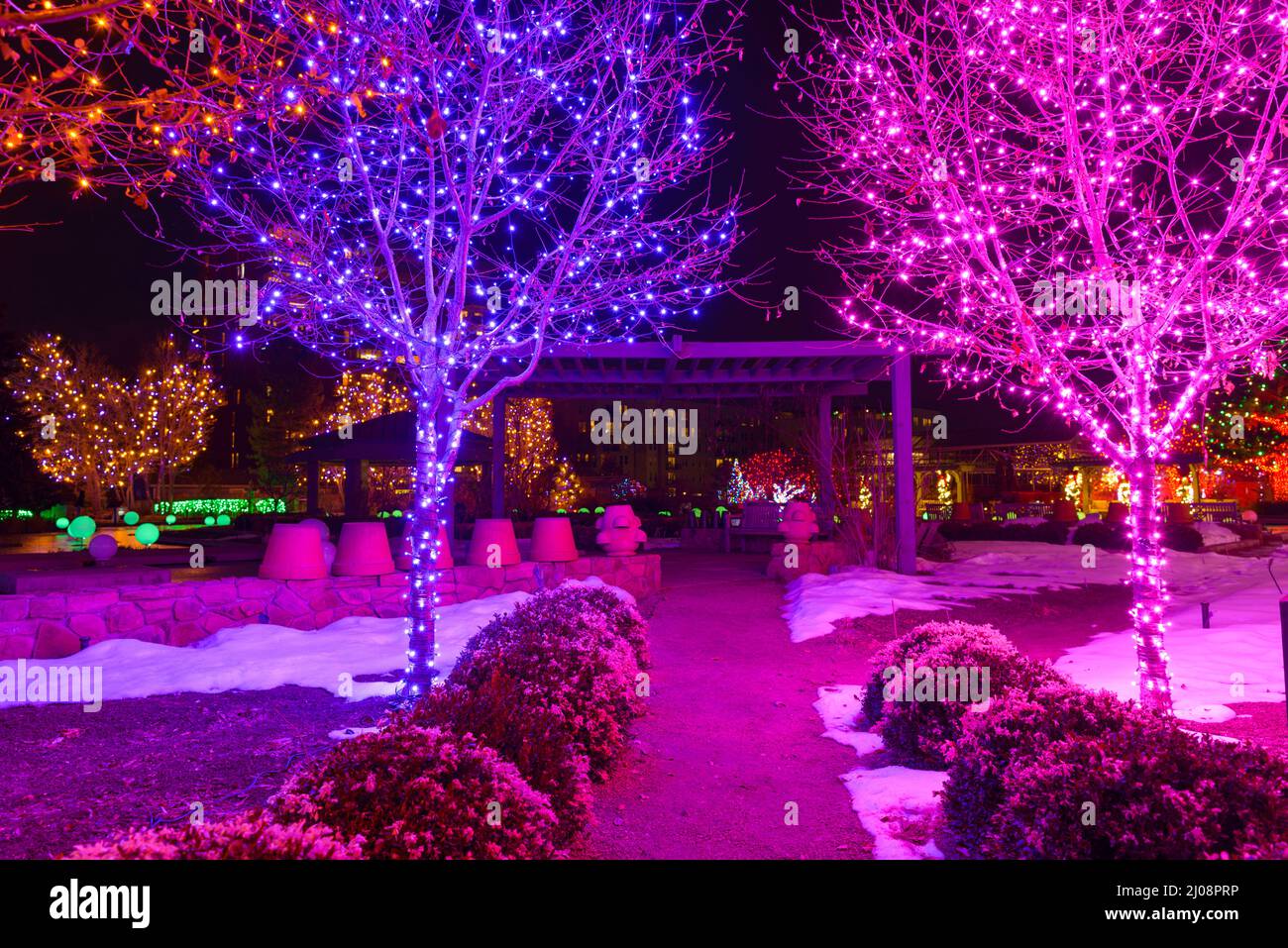 Winter Garden at Night Night view of holiday lights bright up winter
