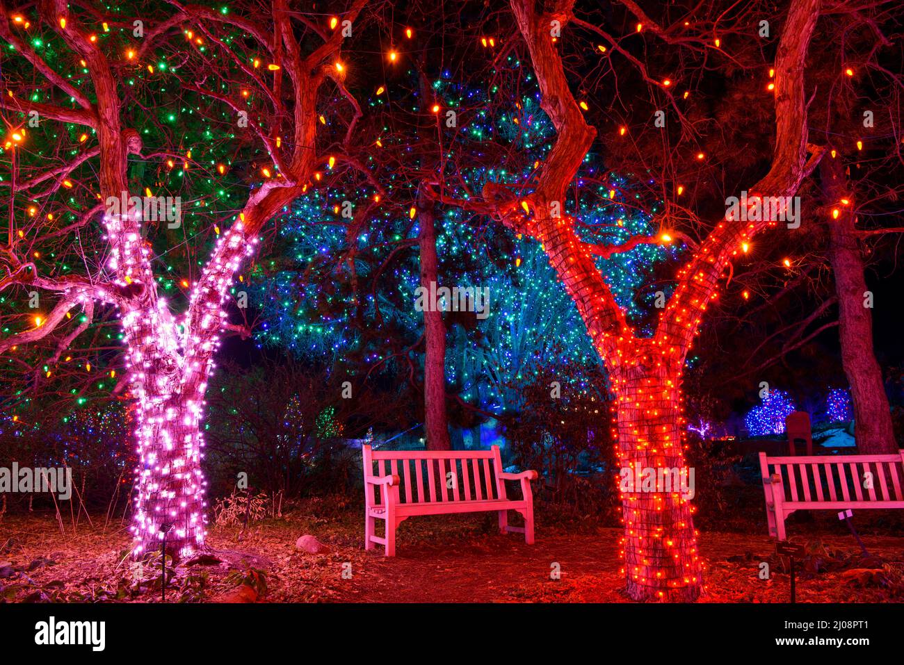 Blossoms of Light - Night view of a resting area in a grove lit by colorful lights at Denver Botanic Gardens during holiday Blossoms of Light event. Stock Photo