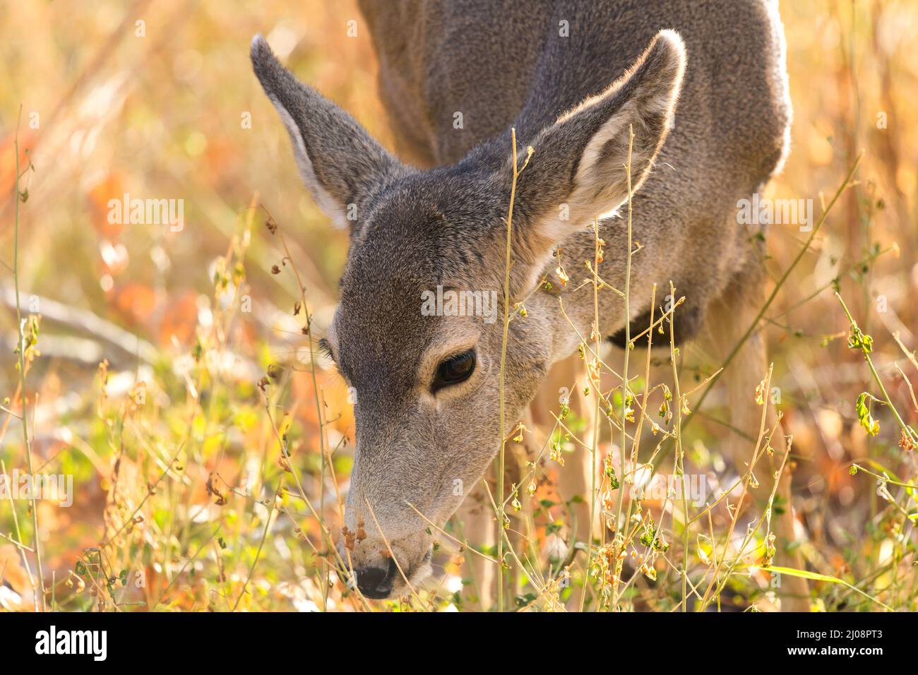 Mule Deer - A close-up headshot of a young mule deer grazing in a mountain forest on a bright Autumn evening. Chatfield State Park, Colorado, USA. Stock Photo