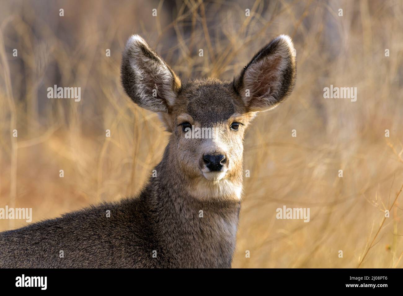 Young Mule Deer - A close-up front headshot of a cute young mule deer standing in a mountain forest. Chatfield State Park, Colorado, USA. Stock Photo