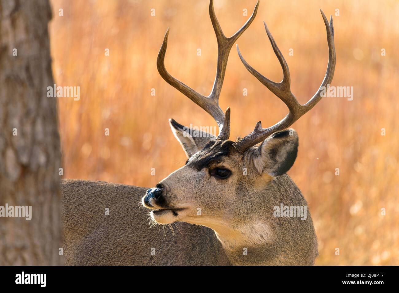 Autumn Bull Mule Deer - Close-up view of a bull mule deer grazing in a mountain forest on a bright Autumn evening. Chatfield State Park, Colorado, USA. Stock Photo