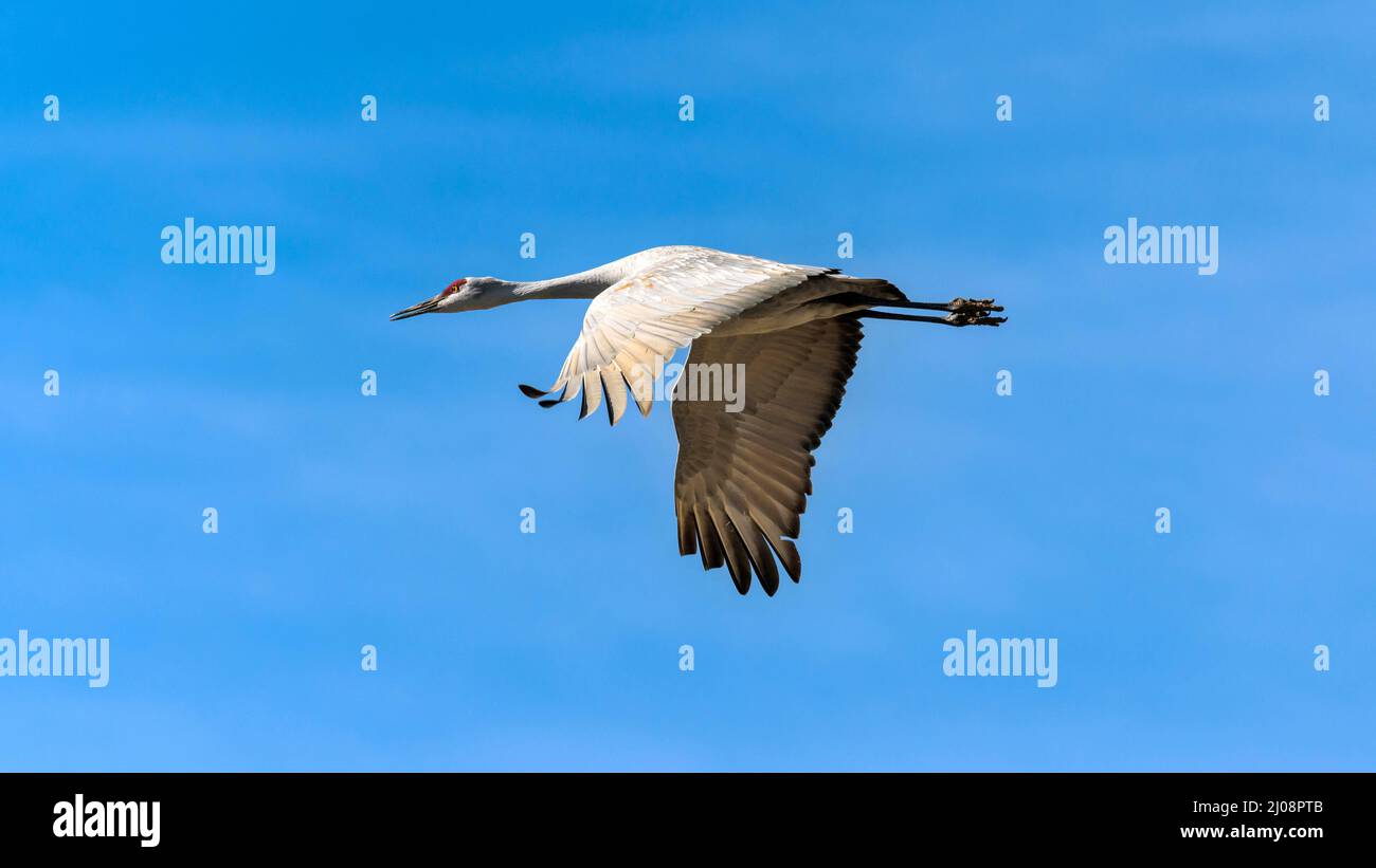 Flying Sandhill Crane - A Sandhill Crane flying in sunny blue sky. New Mexico, USA. Stock Photo