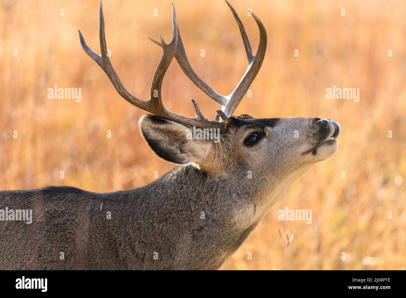 Bull Mule Deer - Close-up view of a bull mule deer standing and calling in a mountain meadow on a bright Autumn evening. Chatfield State Park, CO, USA. Stock Photo