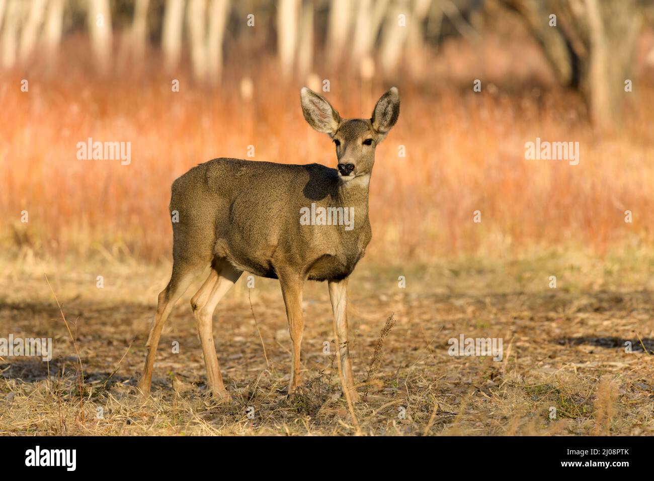Autumn Mule Deer - A mule deer standing alerted in a meadow at edge of a mountain forest on a bright Autumn evening. Chatfield State Park, CO, USA. Stock Photo