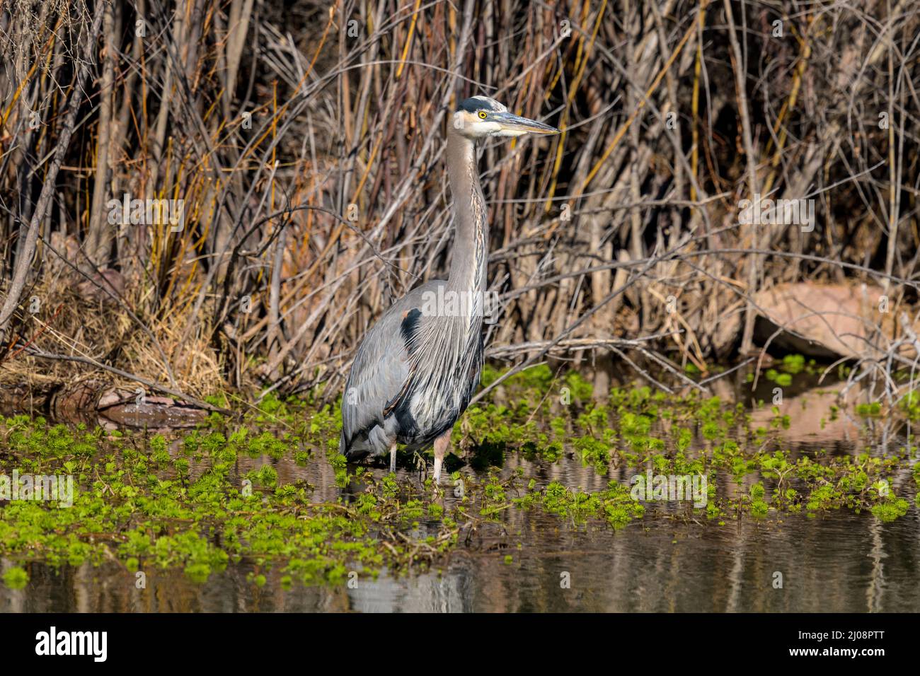 Great Blue Heron - A close-up front view of a Great Blue Heron standing in warm winter sun at side of Rio Grande River. New Mexico, USA. Stock Photo