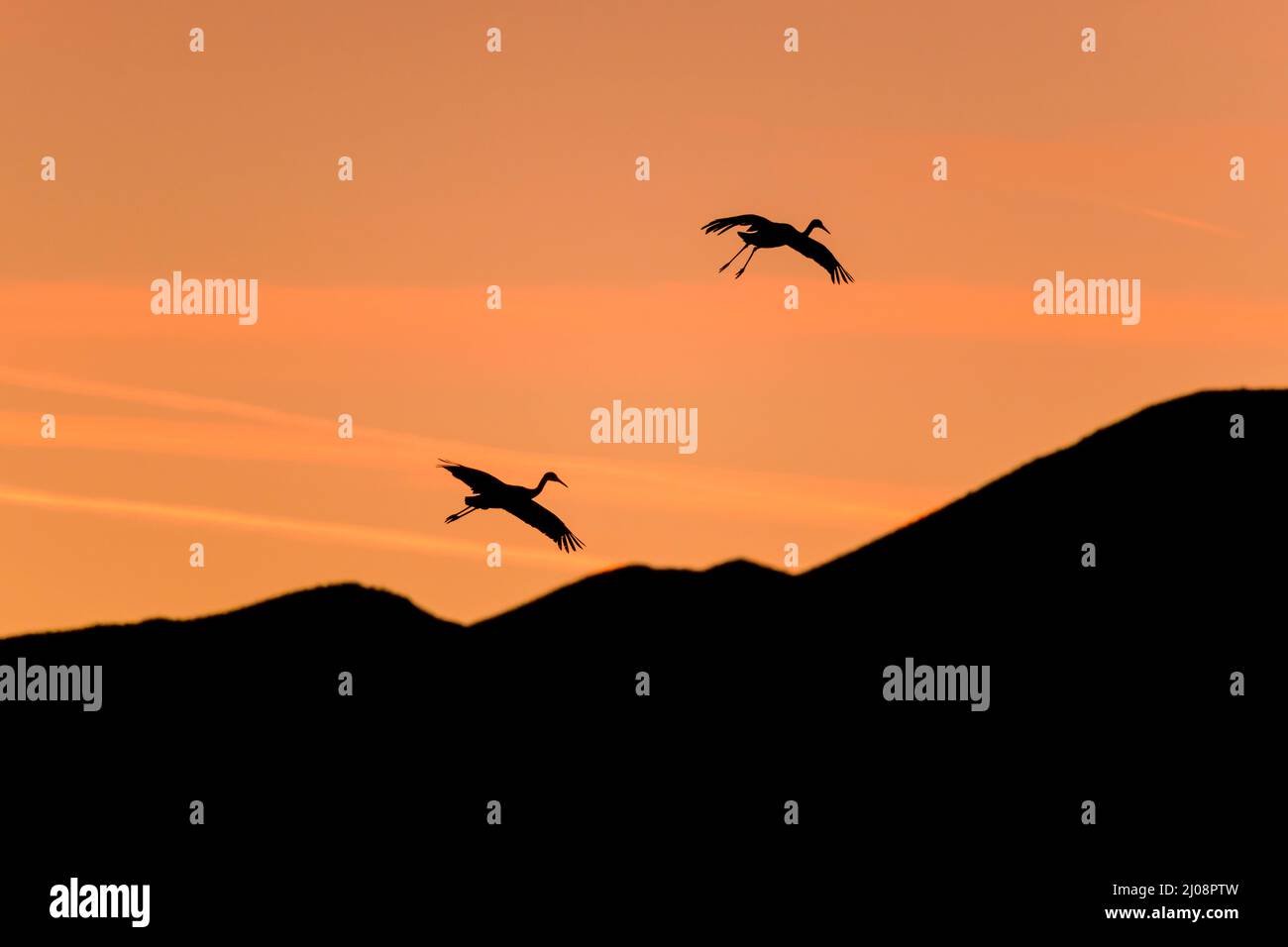 Flying in Evening Sky - A pair of Sandhill Crane flying in colorful dusk sky over rolling hills. New Mexico, USA. Stock Photo