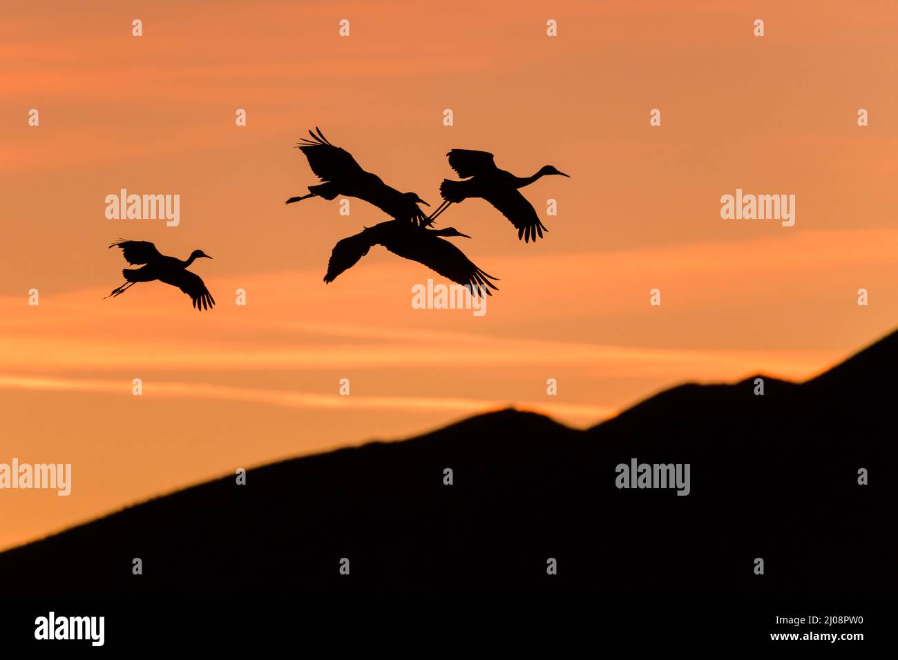 Flying Sandhill Cranes - A group of Sandhill Cranes flying in colorful dusk sky over rolling hills. New Mexico, USA. Stock Photo