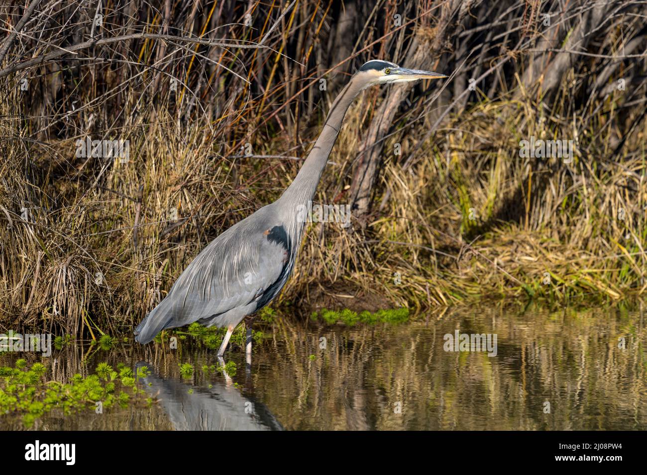 Great Blue Heron - A close-up side view of a Great Blue Heron hunting in shallow water at side of Rio Grande River. New Mexico, USA. Stock Photo