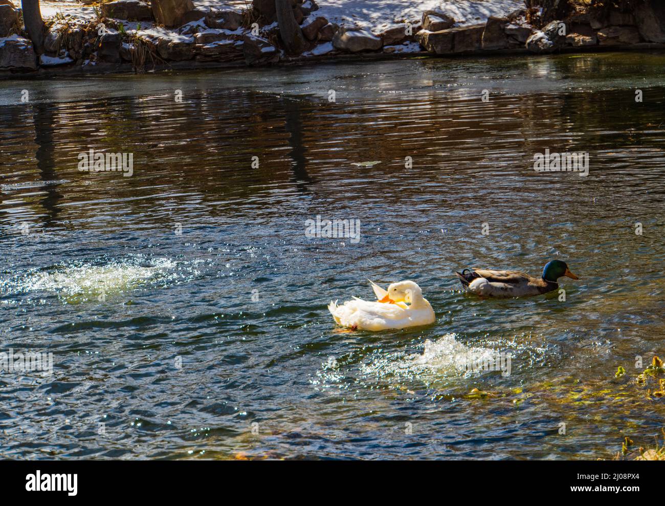 two ducks enjoying the bubbles in a pond in winter Stock Photo