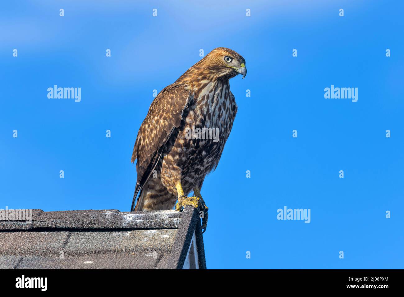 Red-tailed Hawk - Close-up side view of a red-tailed hawk perching on a ridge end of a residential house roof on a sunny winter day. Lakewood, CO, USA. Stock Photo