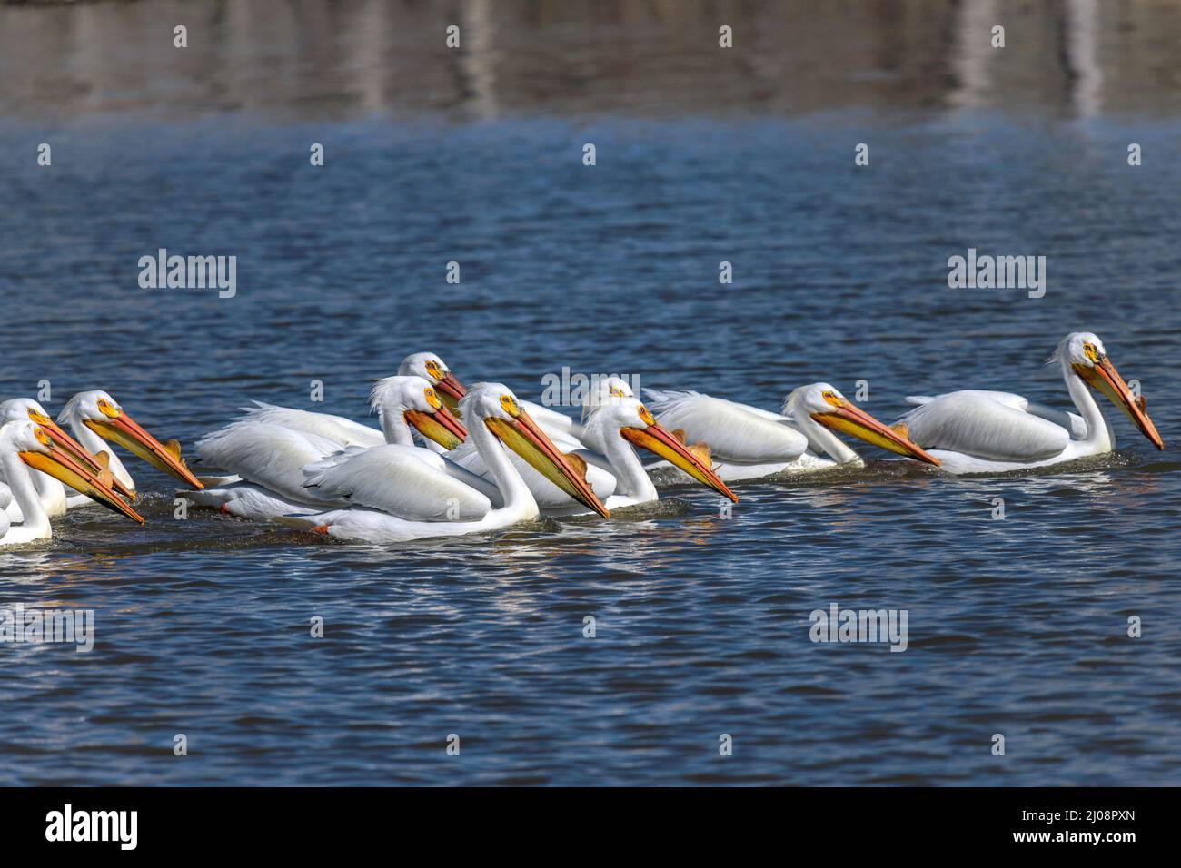 American White Pelicans In Breeding Condition Hi res Stock Photography 