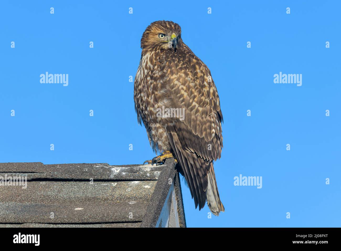 Red-tailed Hawk - A red-tailed hawk perching on a ridge end of a residential house roof, with its head turning towards back. Lakewood, Colorado, USA. Stock Photo