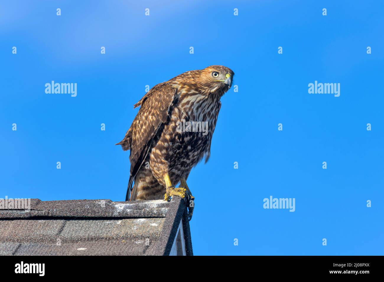 Red-tailed Hawk - A red-tailed hawk perching on a ridge end of a residential house roof and scanning for its prey. Lakewood, Colorado, USA. Stock Photo