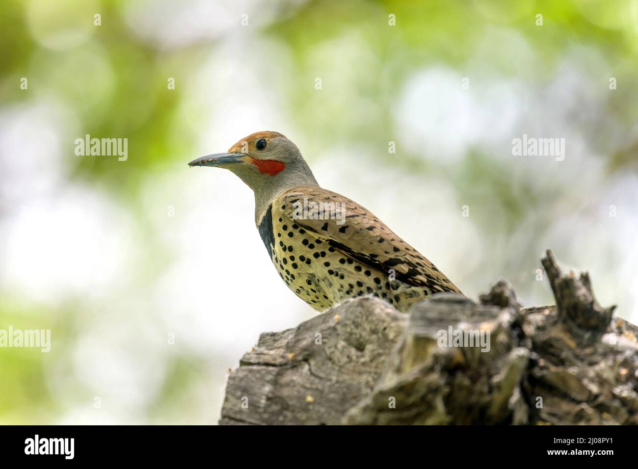 Northern Flicker - A close-up and low-angle view of a male Northern Flicker perching in a Spring forest. Colorado, USA. Stock Photo