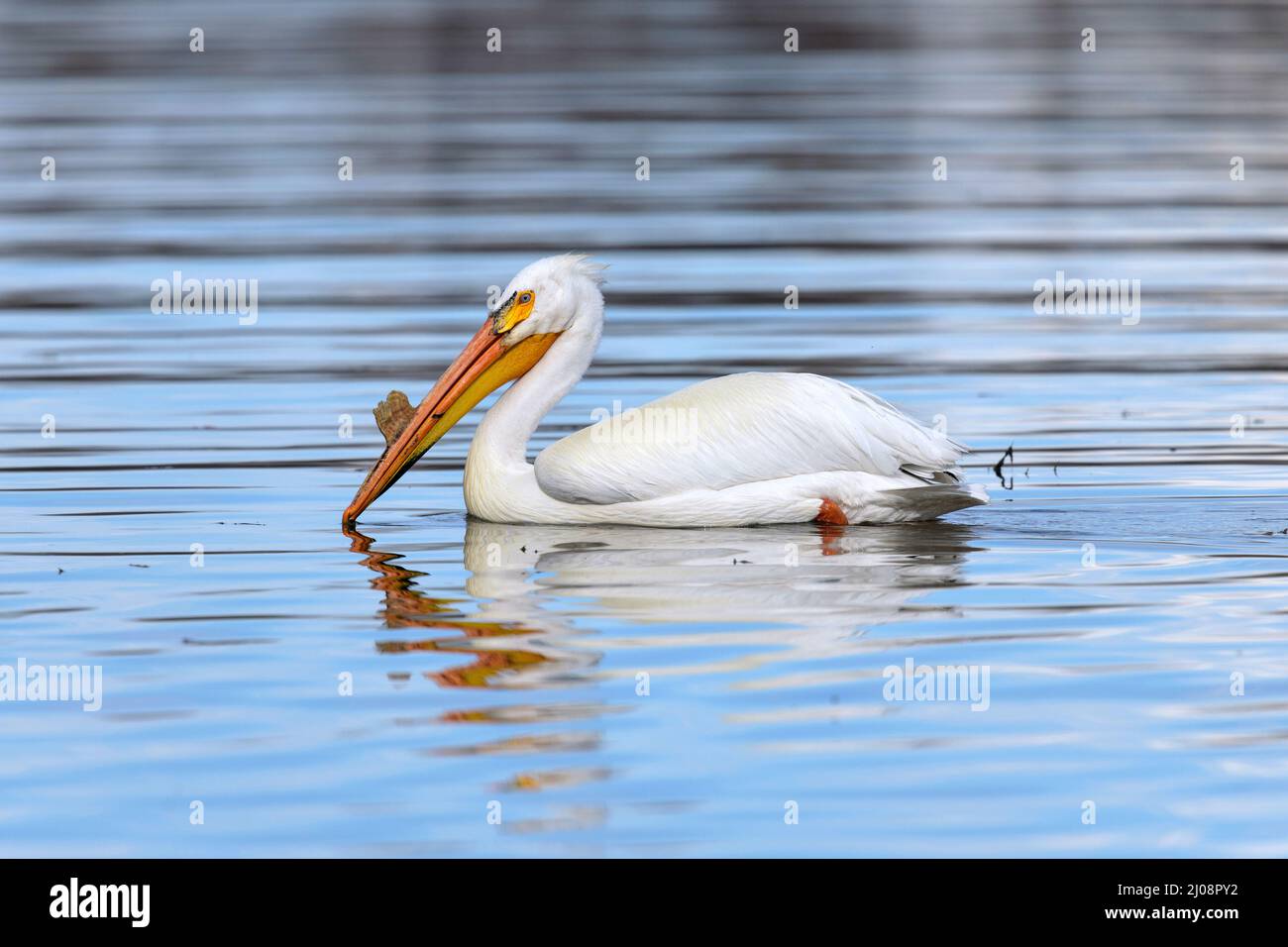 American White Pelican - An American White Pelican, in breeding condition, enjoying calm water at Chatfield Reservoir on a Spring evening. CO, USA. Stock Photo