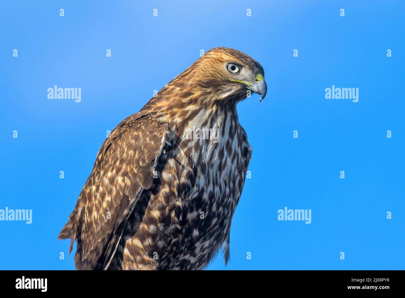 Red-tailed Hawk - A close-up head-shot of a red-tailed hawk against sunny blue sky. Lakewood, Colorado, USA. Stock Photo